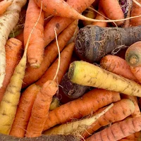 Root Vegetables